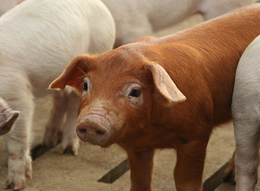 National Pork Board