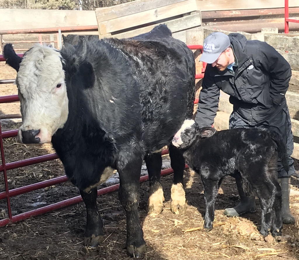 Man tends to calf and mother