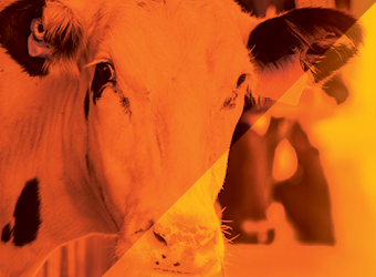 How we got the dairy industry to pay attention to a first-of-its-kind product