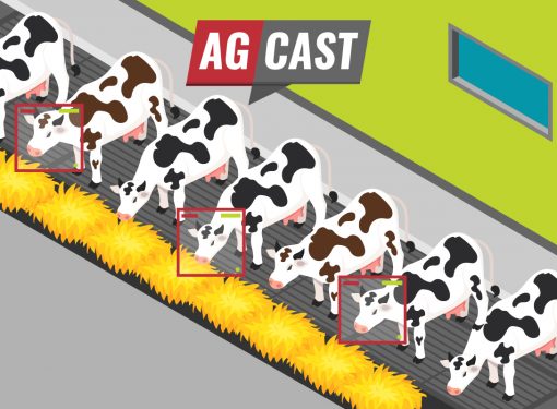 Precision livestock farming and the push for better storytelling